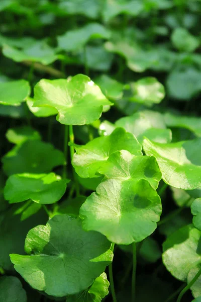 Gotu kola of Centella asiatica, Groene natuurkruid, Thailand — Stockfoto