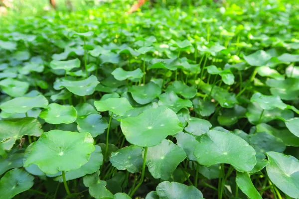 Gotu kola of Centella asiatica, Groene natuurkruid, Thailand — Stockfoto