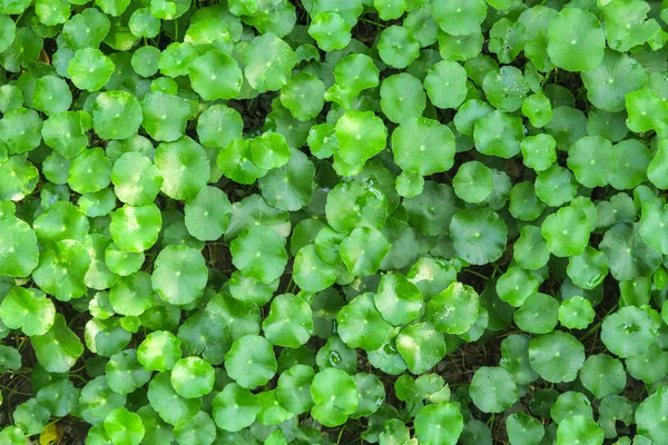 Gotu kola ou Centella asiatica, Verde natureza Herb, Tailândia — Fotografia de Stock