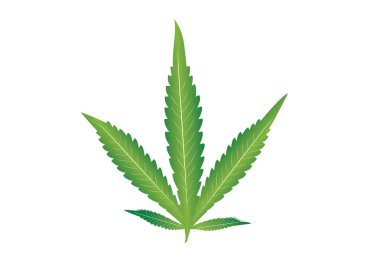 Esrar yaprağı, Esrar Indica