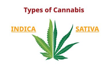 Esrar türleri, marihuana yaprakları karşılaştırması, vektör