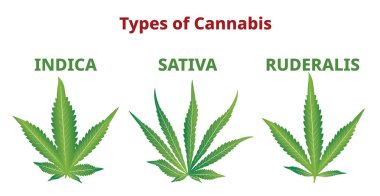Esrar türleri, marihuana yaprakları karşılaştırması, vektör