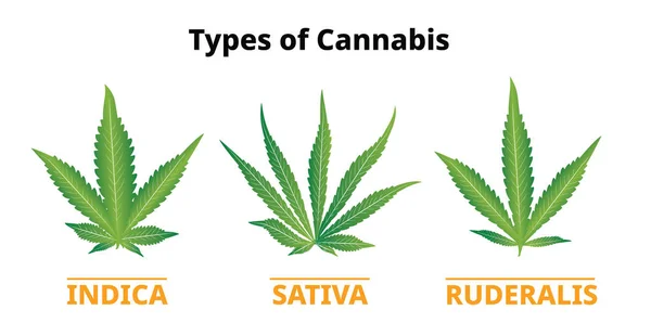 Tipos de cannabis, comparación de hojas de marihuana, Vector — Archivo Imágenes Vectoriales