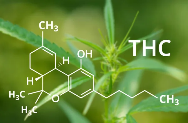 Tetrahydrocannabinol or THC molecule formula with Marijuana background, Cannabis .