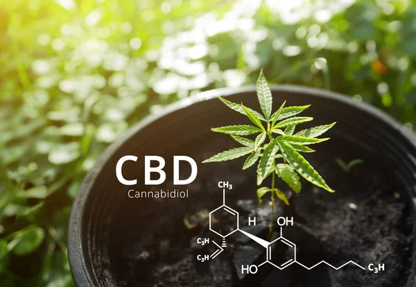 Cannabidiol (CBD) molecule formula with Marijuana background, Cannabis leaves.