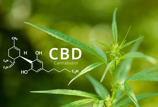 Cannabidiol (CBD) molecule formula with Marijuana background, Cannabis leaves.