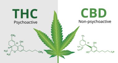 Marihuana yapraklı kenevir (Cbd) ve Tetrahydrocannabinol (Thc), Vektör illüstrasyon