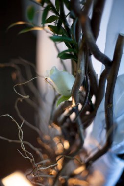 houseplant yaprak dalı üzerinde genç Açık yeşil renkli. kapalı tropik bitki. kavram önemli, büyüme ve yeni hayat. dekor ve tasarım için.