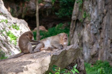 maymunlar bir taş üzerinde istirahat