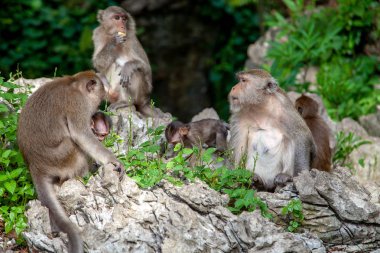 maymunlar bir taş üzerinde istirahat