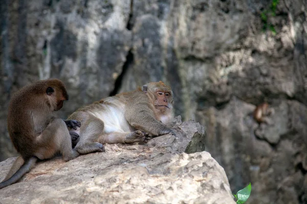 Monos descansando sobre una piedra — Foto de Stock