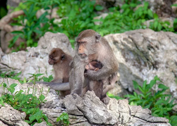 Macacos descansando sobre uma pedra — Fotografia de Stock