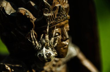 Gerçek Haçlı örümceği karanlık bir arka plan