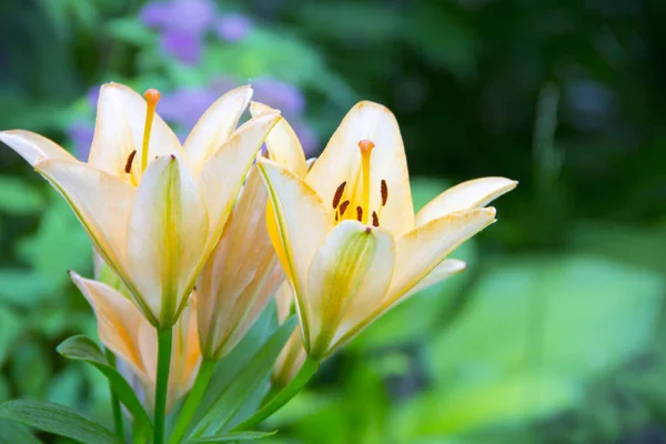 Delicate Pink Lilies Garden — Stock Photo, Image