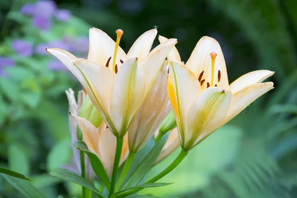 Delicate Pink Lilies Garden — Stock Photo, Image