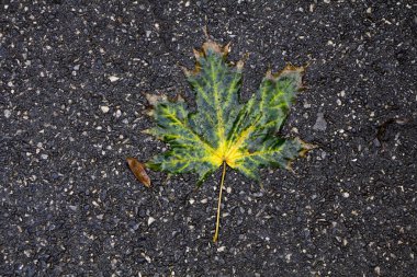 Bir güzel akçaağaç yaprağı ıslak asfalt üzerinde yatıyor. Sonbahar, sonbahar yaprak