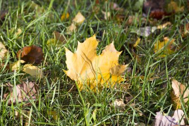 Sarı akçaağaç yaprağı çim üzerinde yalan. Altın Sonbahar, sonbahar yaprak