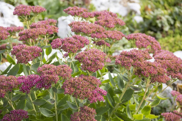 Zahradní Rostliny Sedum Rozchodník Významných Nebo Nápadné Hylotelephium Spectabile — Stock fotografie