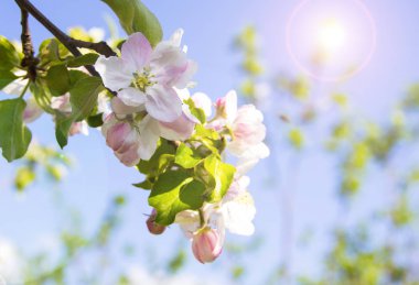 Bahar çiçek çiçek açan elma ağacının güneş altında. Doğal bahar çiçek arka plan