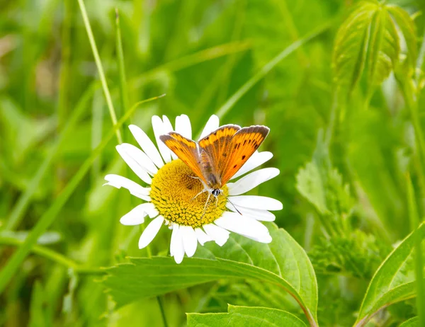 Schmetterling Perlmutt Groß Sitzt Auf Einem Gänseblümchen Blume Schöne Sommerlandschaft — Stockfoto
