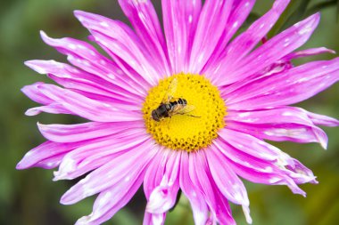 Çiçeğin ortasında bir böcek ile pembe aster çiçek yakın çekim