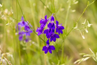 Yaz günü güzel mavi çayır çiçekleri
