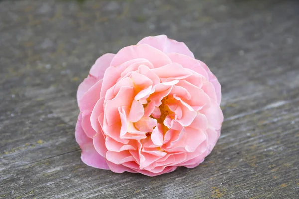 Rosa Rosa Poggia Uno Sfondo Legno — Foto Stock
