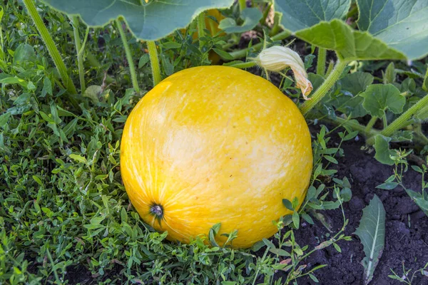 Rotondo Zucca Gialla Sulla Vite Erba — Foto Stock