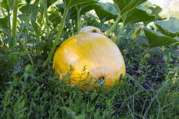 Rotondo Zucca Gialla Sulla Vite Erba — Foto Stock