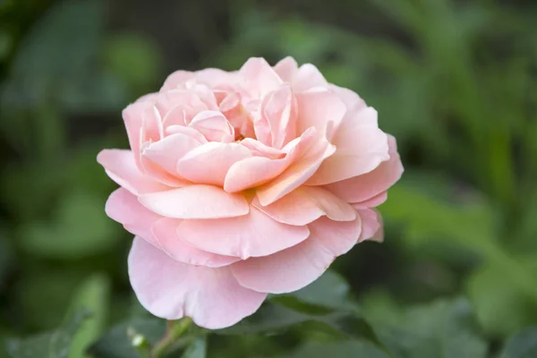 Rosa Pallida Fiorisce Sullo Sfondo Giardino Verde Una Giornata Estiva — Foto Stock