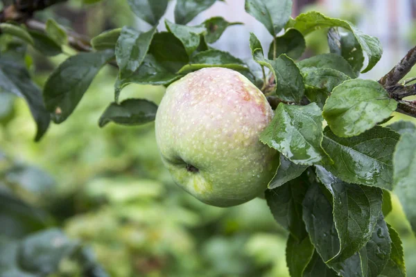 Green Apples Branch Apple Tree Rain — Stock Photo, Image