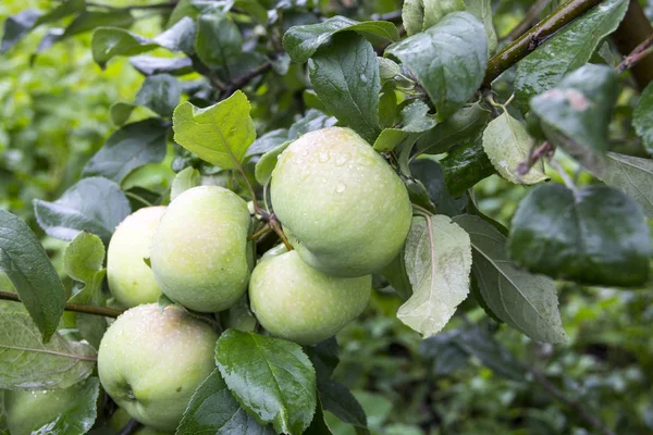 Green Apples Branch Apple Tree Rain — Stock Photo, Image