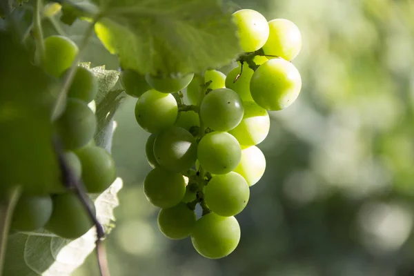 Green grapes, bunch will sing on vine
