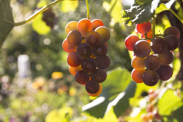 Ripe Grape Bunches Pink Grapes Hanging Vine — Stock Photo, Image