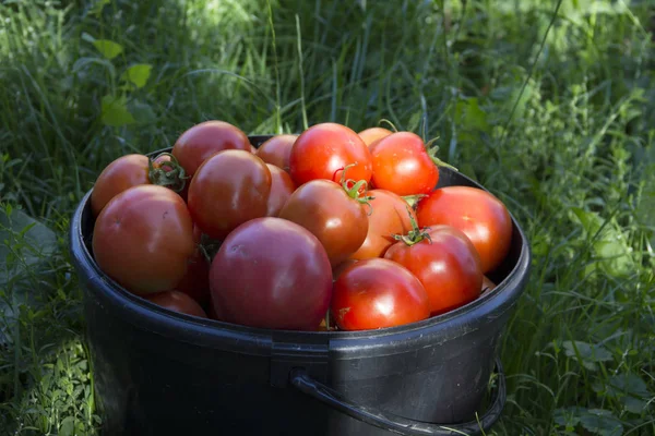 把红番茄放在桶里煎熟 种植蔬菜 — 图库照片