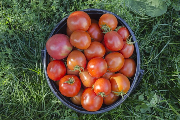 Rijp Rode Tomaten Een Emmer Groenten Verbouwen — Stockfoto