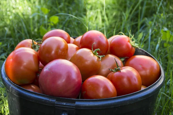 Tomates Vermelhos Maduros Balde Cultivo Legumes Imagens Royalty-Free