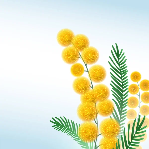 Mimosa 花分支关闭向量例证 — 图库矢量图片
