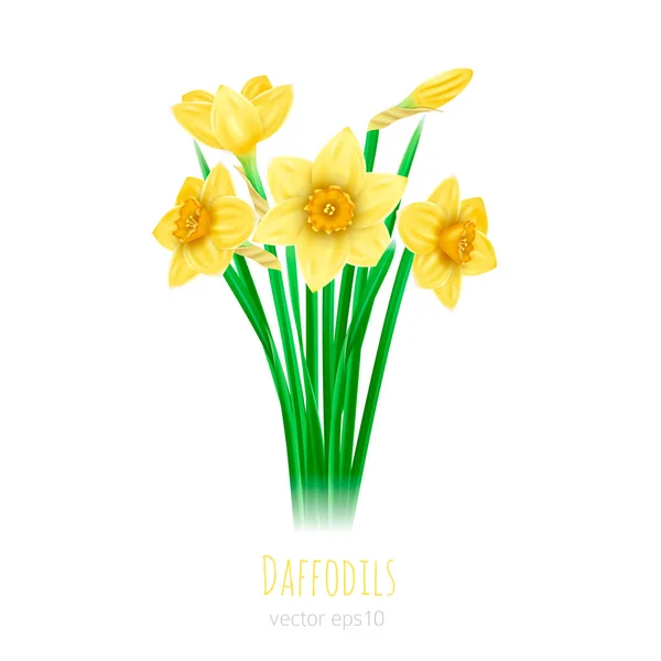 Illustration of five daffodils with leaves on white background — Stock Vector