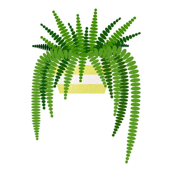 Vector illustration of Nephrolepis exaltata home plant isolated Royalty Free Stock Illustrations