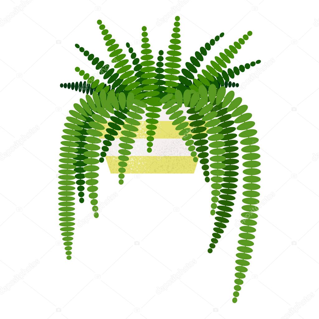Vector illustration of Nephrolepis exaltata home plant isolated