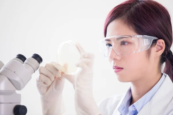 Vrouw Wetenschapper Petrischaal Deelnemen Het Laboratorium — Stockfoto