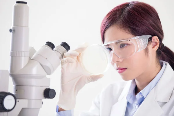 Mujer Científica Tomar Placa Petri Laboratorio —  Fotos de Stock