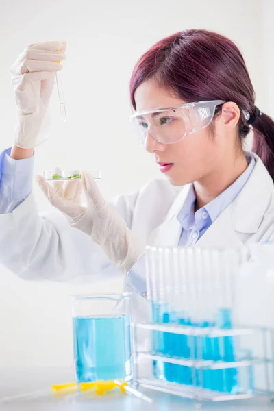 Wissenschaftlerin Nimmt Petrischale Und Pflanze Labor — Stockfoto