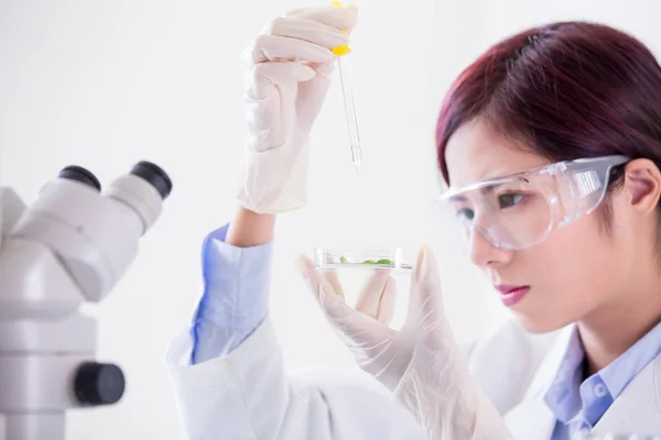 Mujer Científica Toma Placa Petri Planta Laboratorio —  Fotos de Stock