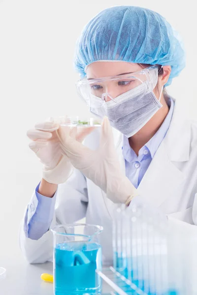 Woman Scientist Take Petri Dish Plant Laboratory — Stock Photo, Image