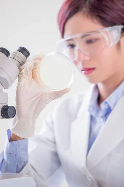 Mujer Científica Tomar Placa Petri Laboratorio —  Fotos de Stock