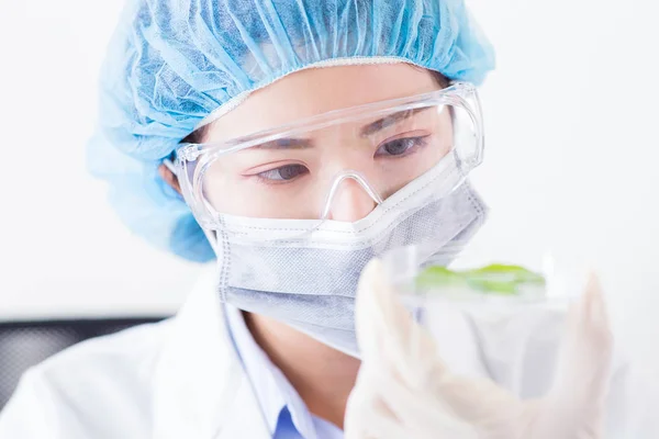 Femme Scientifique Prendre Boîte Pétri Plante Dans Laboratoire — Photo