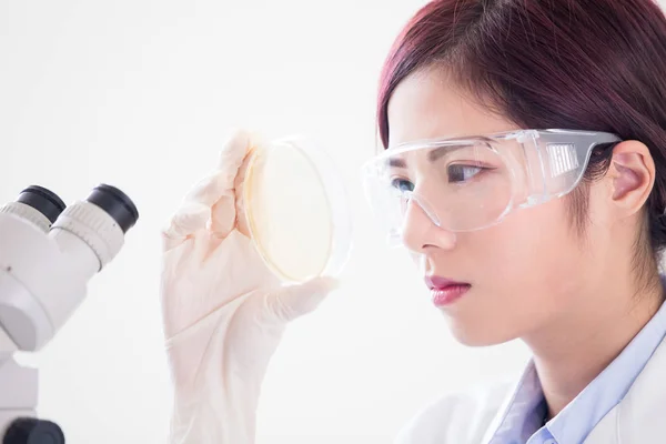 Mujer Científica Tomar Placa Petri Laboratorio —  Fotos de Stock