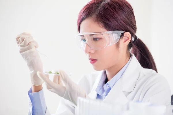 Mujer Científica Toma Placa Petri Planta Laboratorio —  Fotos de Stock